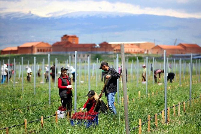 1-Day tour to Aragatsotn Wine region and Wine Route. - Hotel-to-Wine-Route Logistics: Why a Driver Makes It Worth Paying