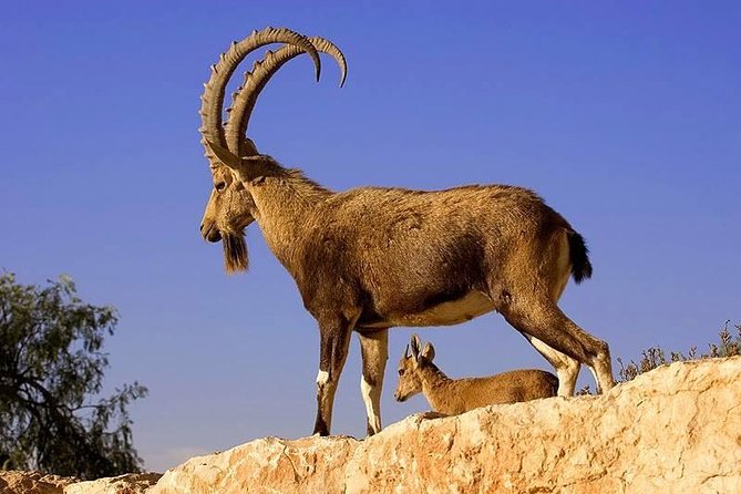Khor Virap, Areni Winery, Noravank + Wild Goat Watching - private tour - Key highlights you will care about