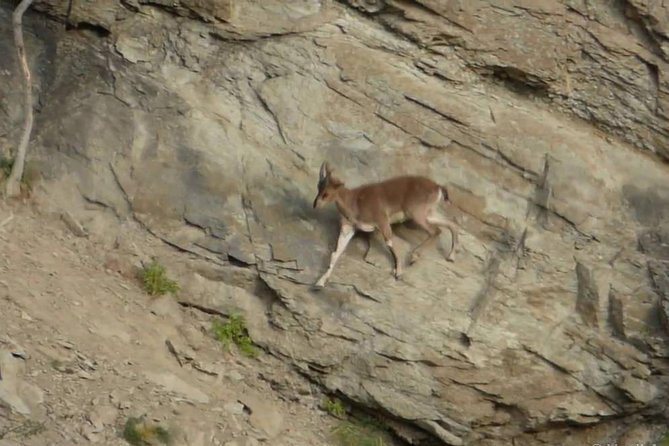 Khor Virap, Areni Winery, Noravank + Wild Goat Watching - private tour - Shatin wild bezoar goat watching with binoculars across Yeghegis canyon
