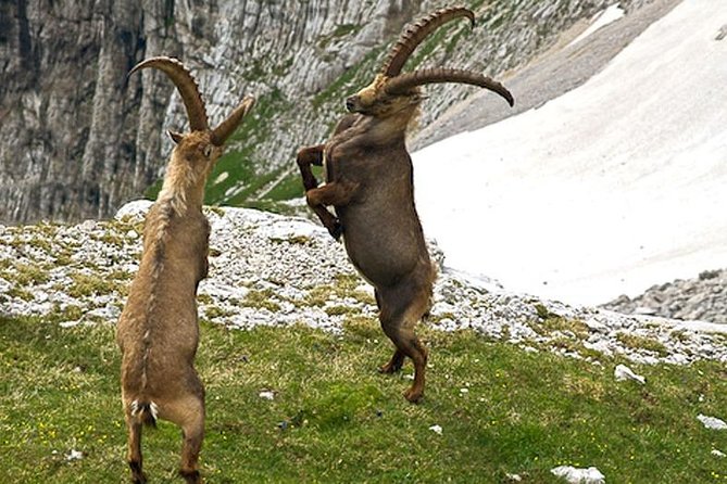 Khor Virap, Areni Winery, Noravank + Wild Goat Watching - private tour - Weather and visibility: plan for Ararat reality