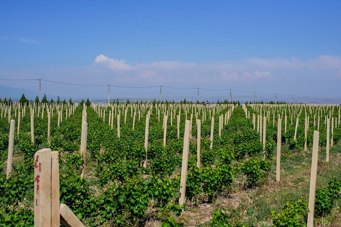 Wine and Dine at ArmAs Winery - Should You Book ArmAs Wine and Dine?