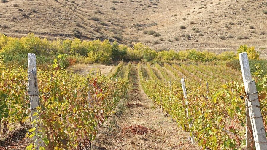 Yerevan: Khor Virap Day Trip with Mount Ararat Wine Tasting - Should you book this Khor Virap wine day trip?